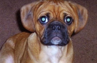 Close up - A drop eared, wrinkly headed, red with white and black Puglier puppy is sitting on a brown carpet looking forward.